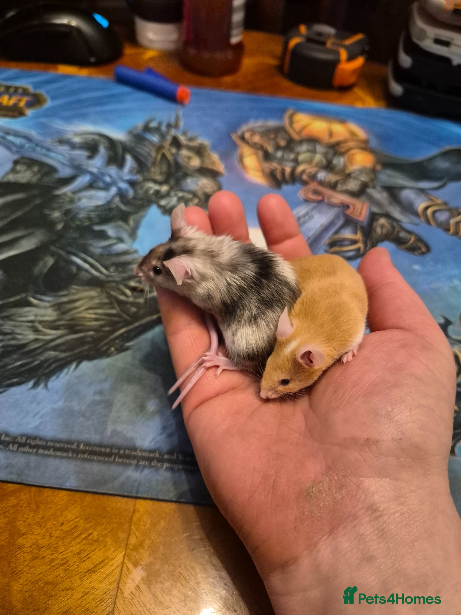 Mouse rodents Cute Male Fancy Mice - Advert 7