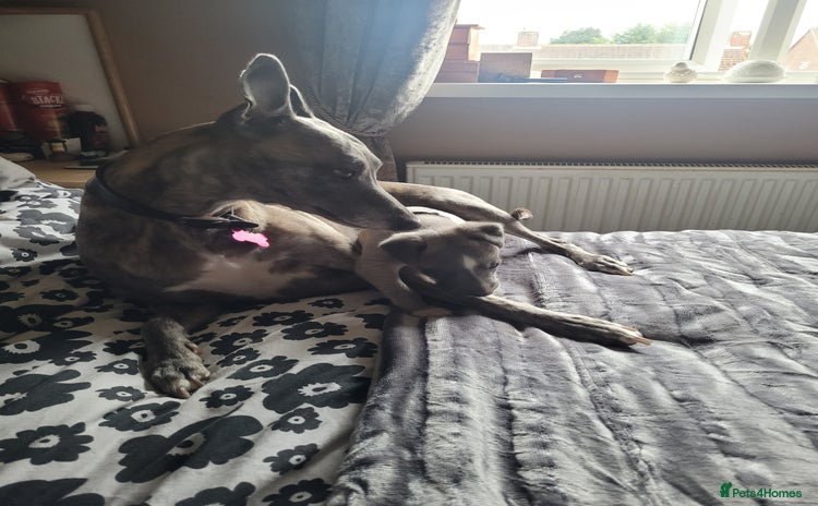 Whippet dogs - Advert 7