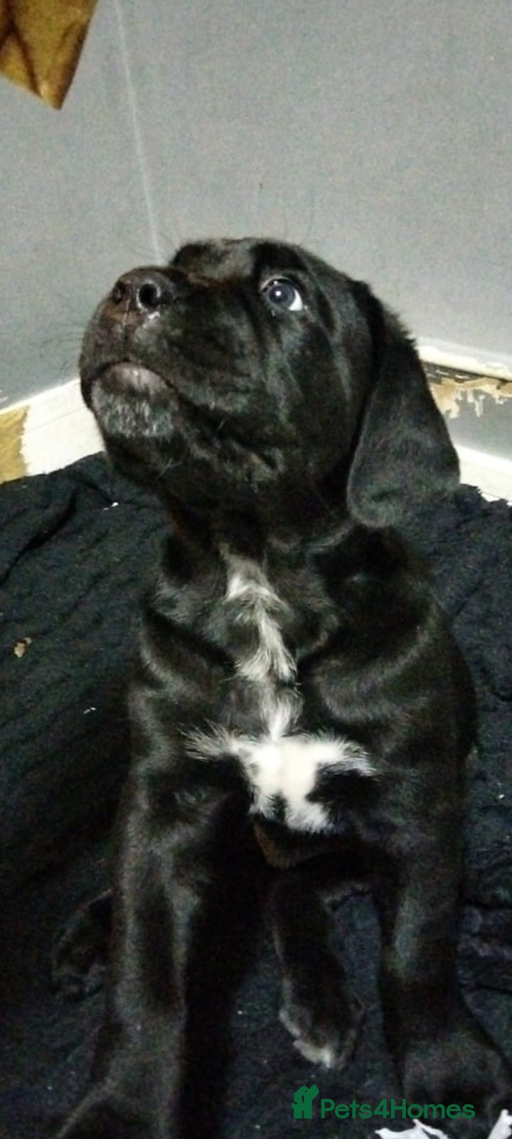 Cane Corso dogs Cane Corso XL Boy 14/12/2025 - Advert 12
