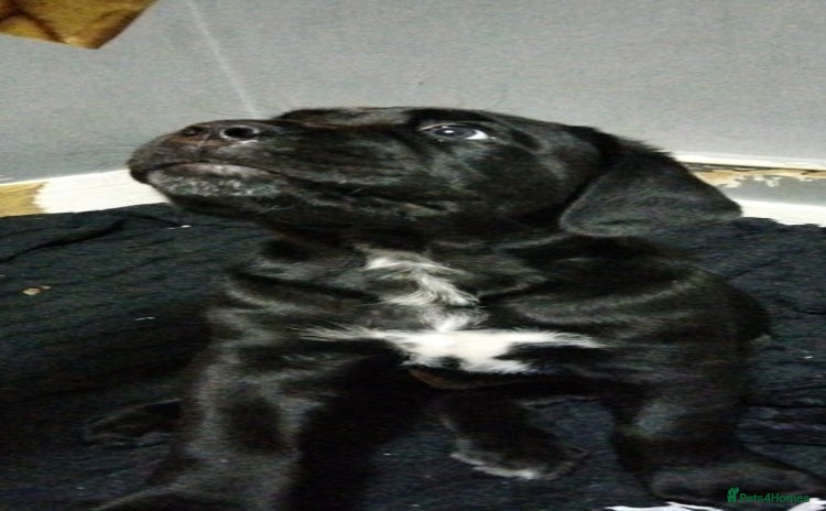 Cane Corso dogs Cane Corso XL black boy 19/11/25 - Advert 11