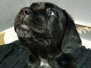 Cane Corso dogs Cane Corso XL black boy 19/11/25 - Advert 9