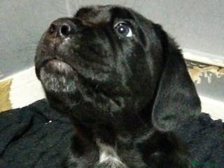 Cane Corso dogs Cane Corso XL Boy 22/12/2025 - Advert 6