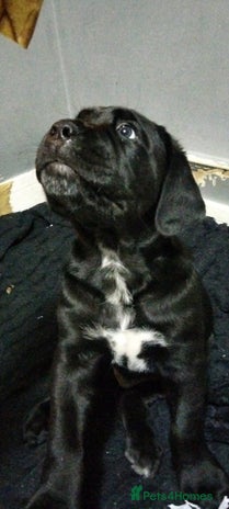 Cane Corso dogs Cane Corso XL black boy 19/11/25 - Advert 11