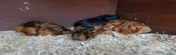 Guinea Pig rodents for sale: Baby guineas - Advert 11