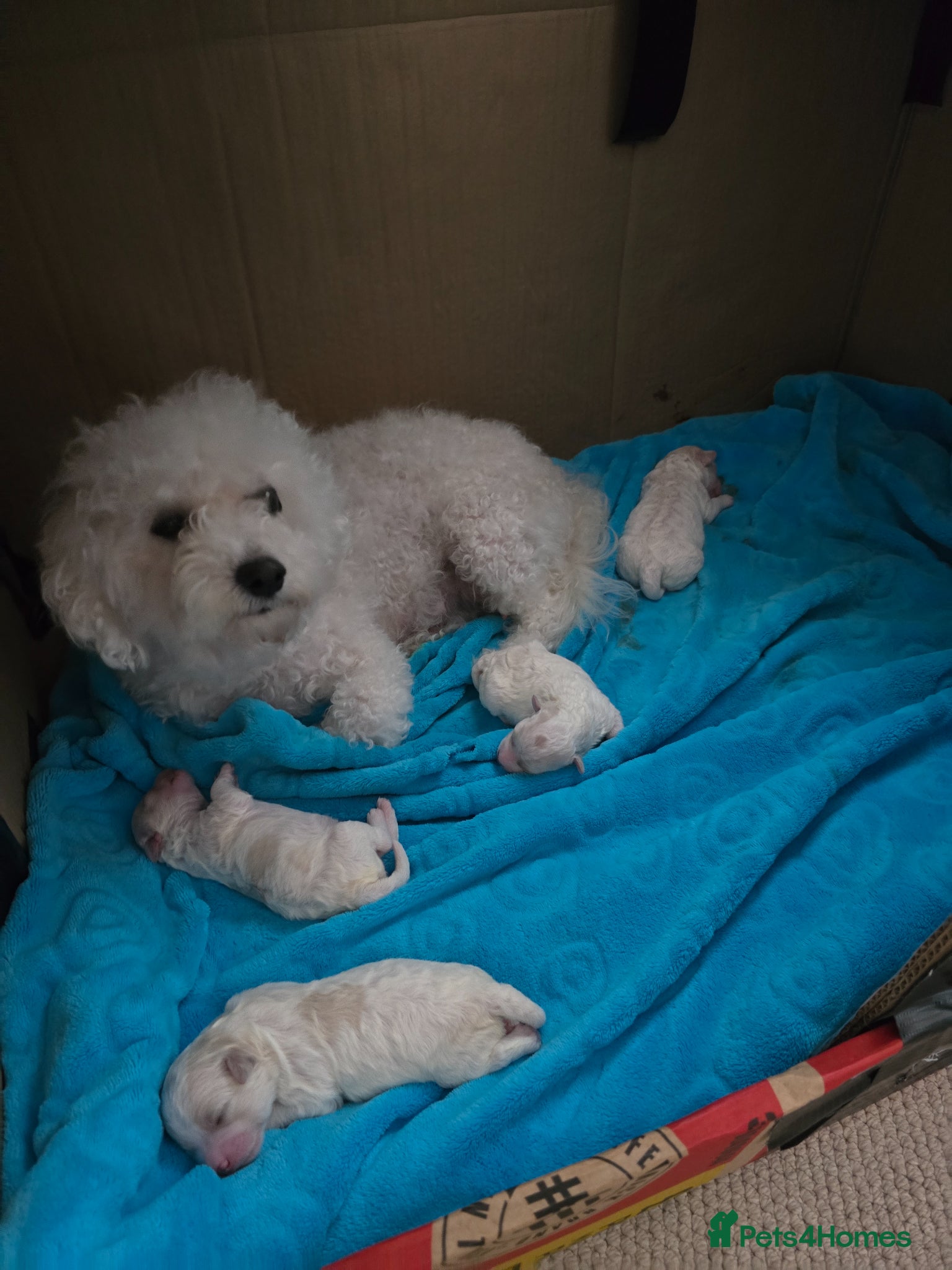 Bichon Frise dogs Stunning quality bichon-frise puppies  - Advert 1