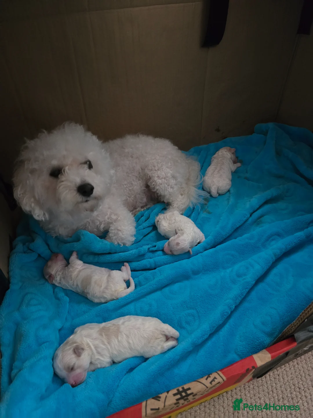 Bichon Frise dogs for sale: Stunning quality bichon-frise puppies  - Advert 1