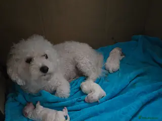 Bichon Frise dogs Stunning quality bichon-frise puppies - Advert 14