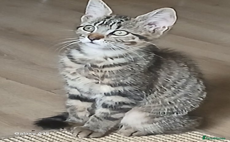Bengal cats - Advert 14