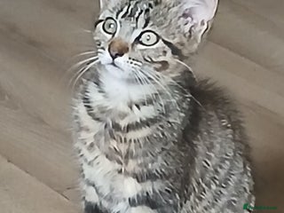 Mixed Breed cats - Advert 1