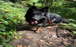 German Shepherd dogs for sale: German Shepherd's gorgeous puppies - Image 3