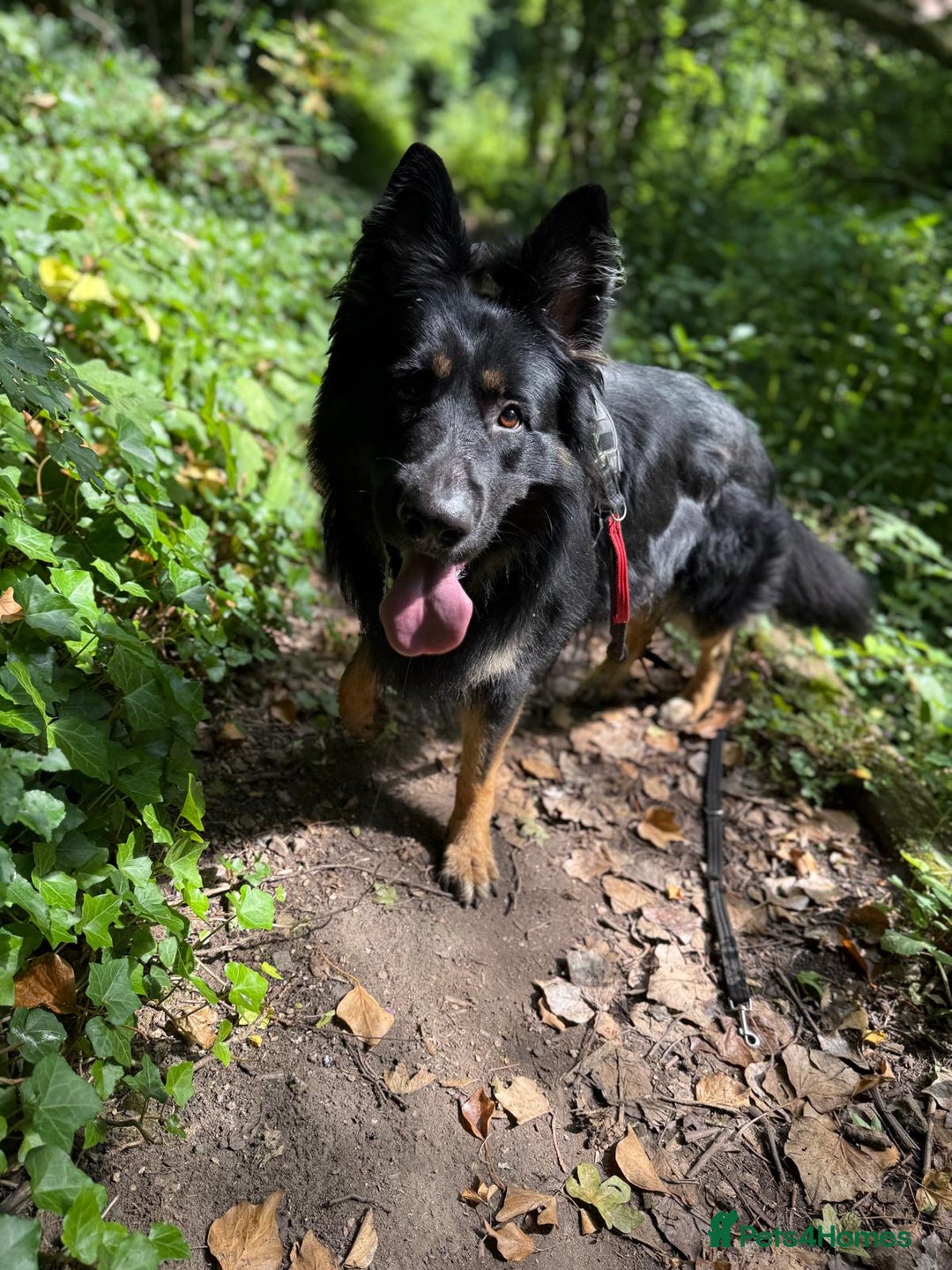 German Shepherd dogs for sale: German Shepherd's gorgeous puppies - Image 3