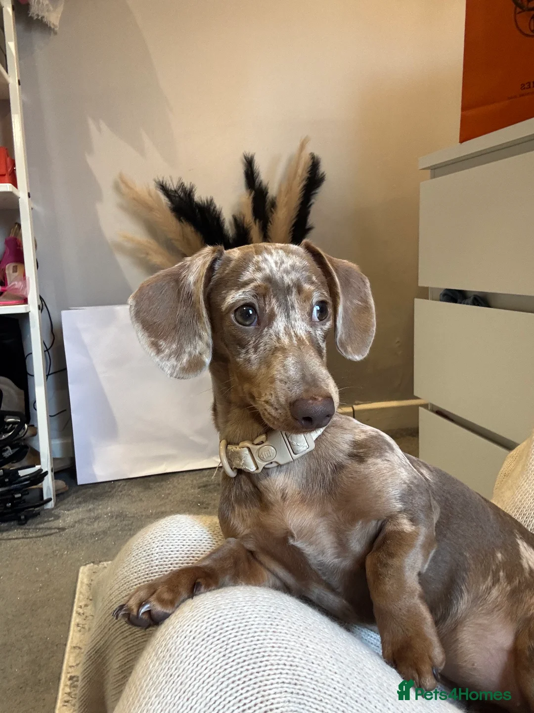 Miniature Dachshund dogs for sale: Miniature dachshund  - Advert 1