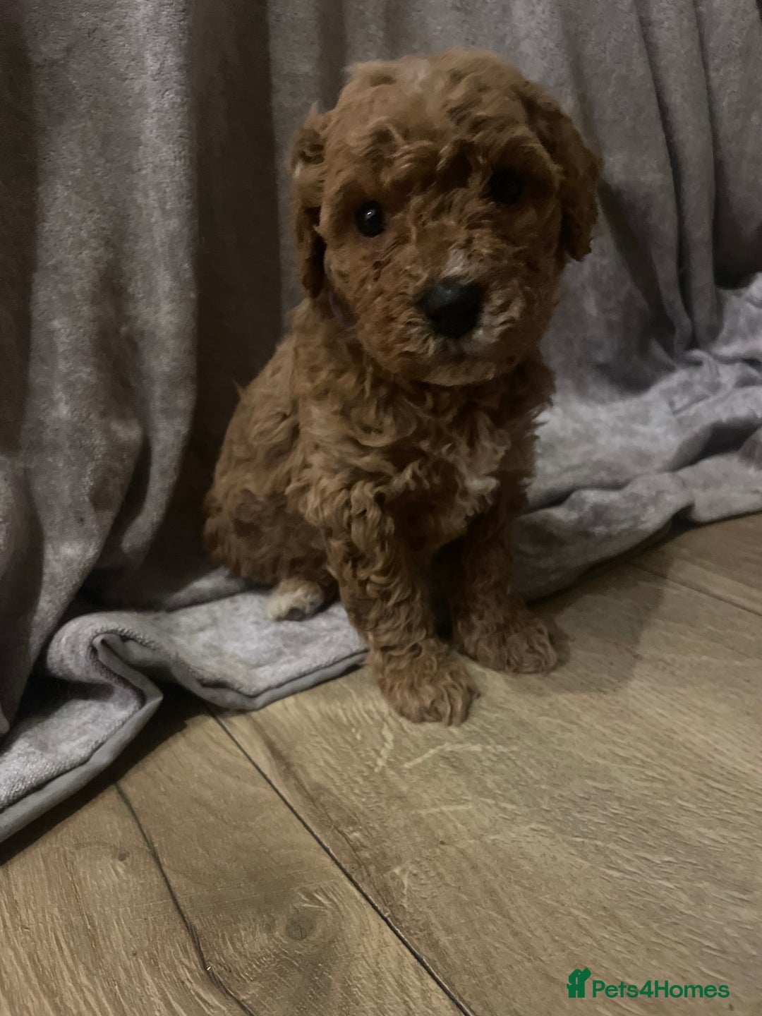 Cavapoo dogs for sale: FB2 cavapoo puppies-1 girl available  - Advert 23