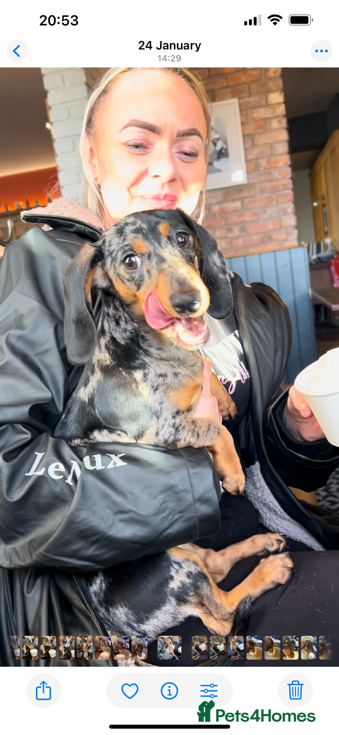 Dachshund dogs for sale: Beautiful Silver Dappled Girl - Advert 3