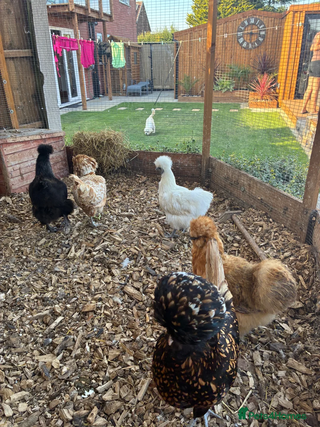 Mixed Breed poultry for sale: 5young hens 2 polish layers 3 silkies  - Advert 1