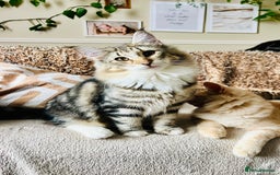 Norwegian Forest Cat cats for sale: Full FIFe pedigree Norwegian Forest Kittens  in Normanton - Image 15