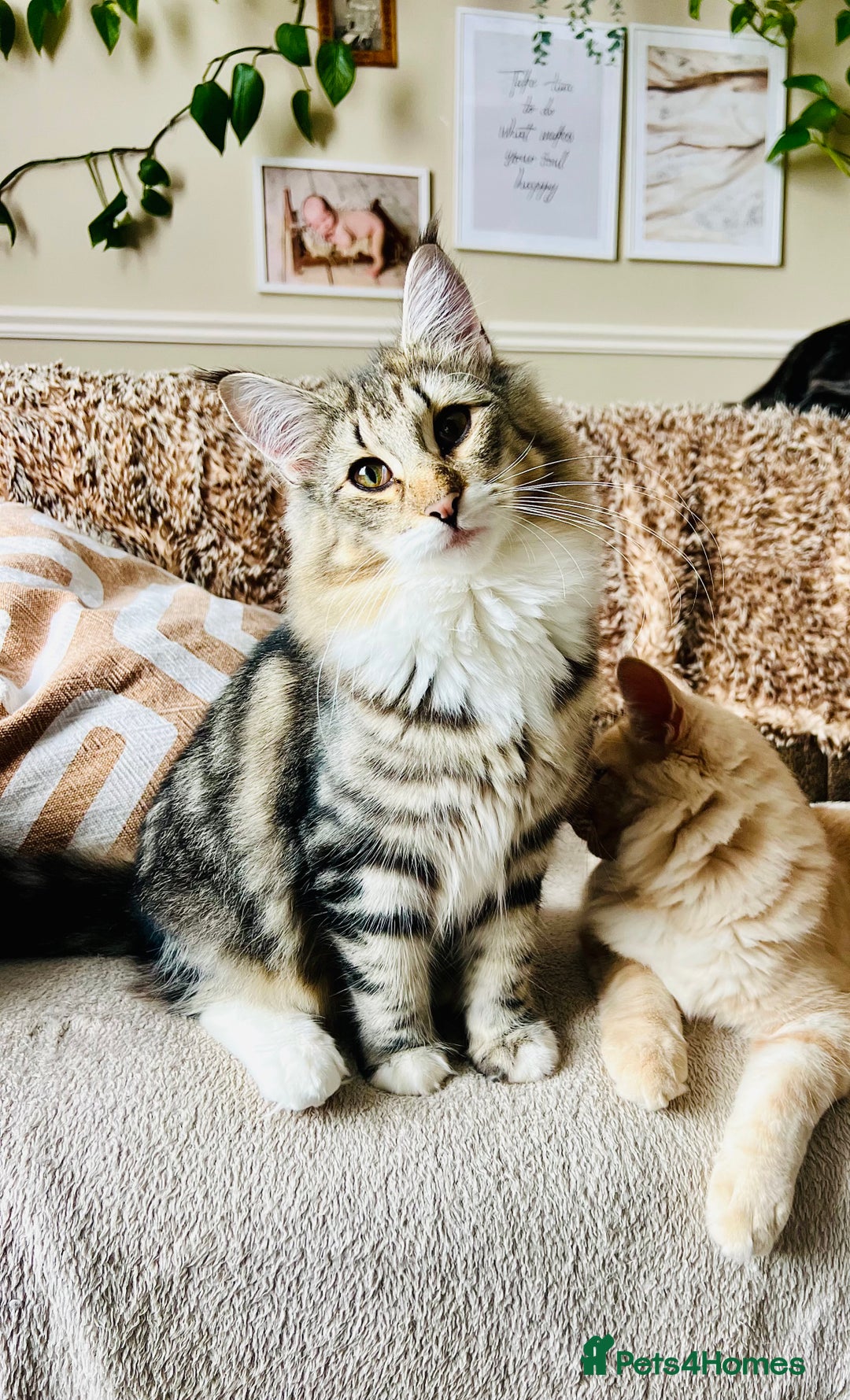 Norwegian Forest Cat cats for sale: Full FIFe pedigree Norwegian Forest Kittens  in Normanton - Image 15