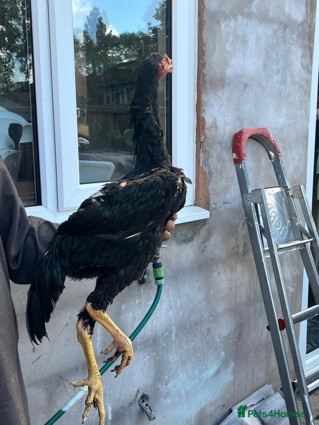 Mixed Breed birds for sale: Shamu Aseel Pure Breed - Advert 1