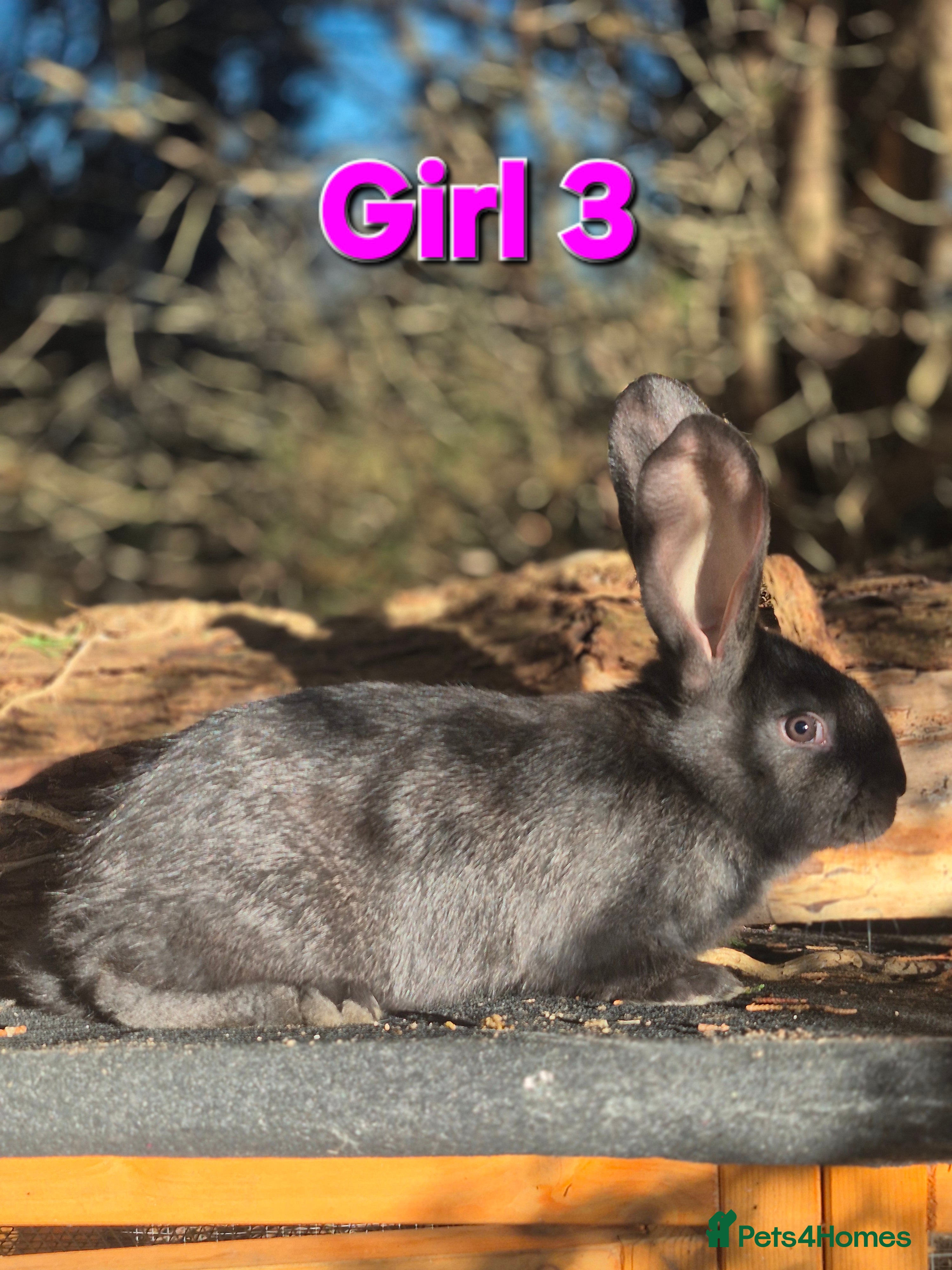 Continental Giant rabbits Pure Continental Giant Vaccinated  - Advert 9