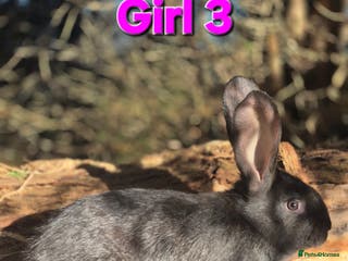 Continental Giant rabbits Pure Continental Giant Vaccinated - Advert 2