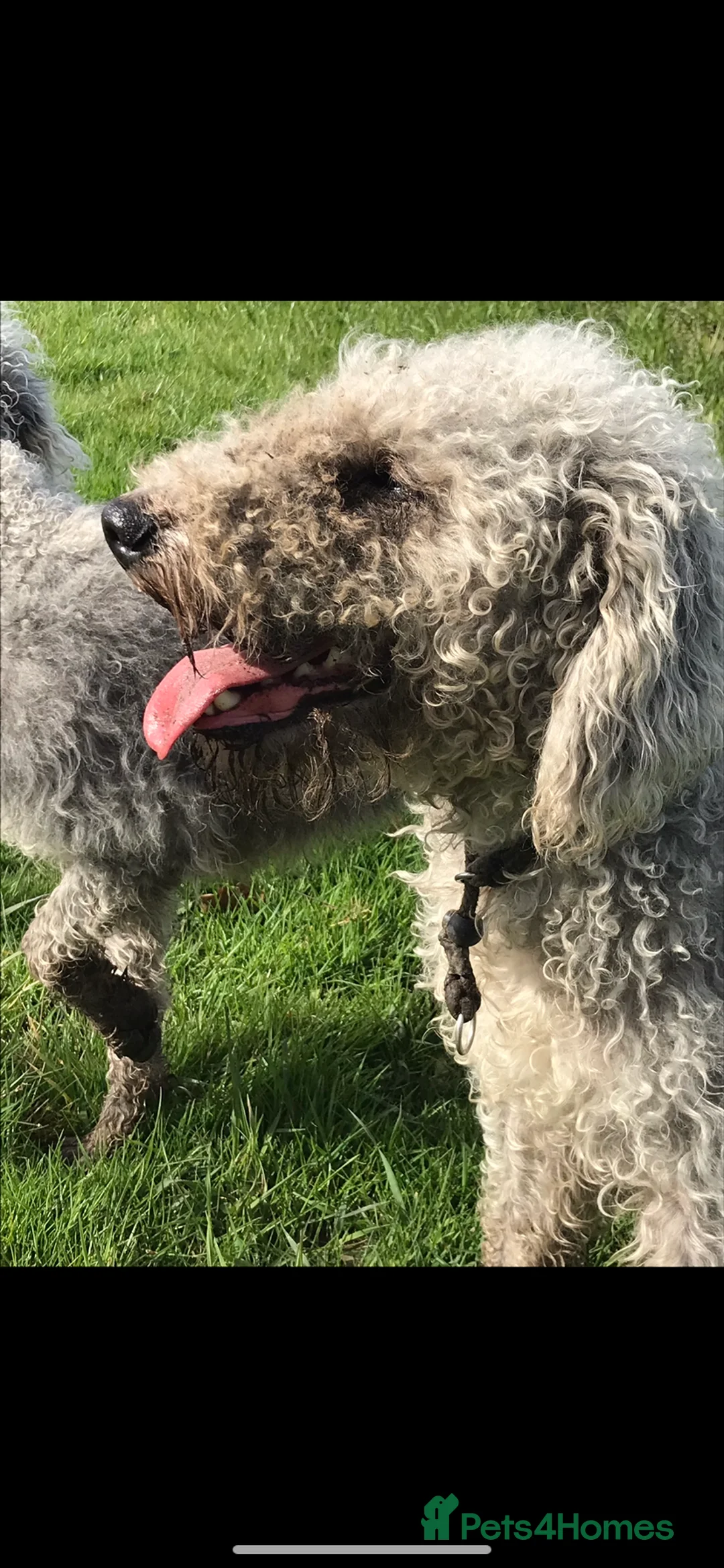 Bedlington Terrier dogs for stud: Bedlington terrier for std in Barnsley - Advert 2