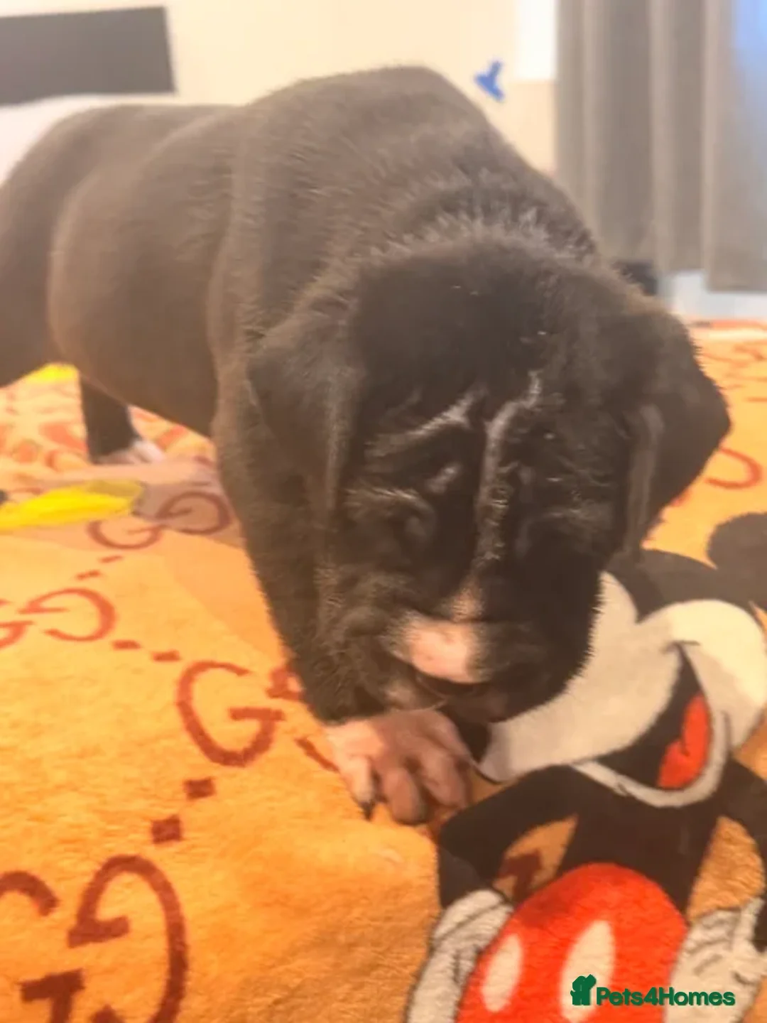 Mixed Breed dogs for sale: PUPPIES READY FOR NEW HOMES - 8 WEEKS+ OLD  - Advert 15