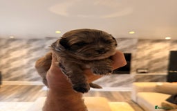 Shihpoo dogs for sale: 5 little shihpoos for sale. All beautiful boys  - Image 2