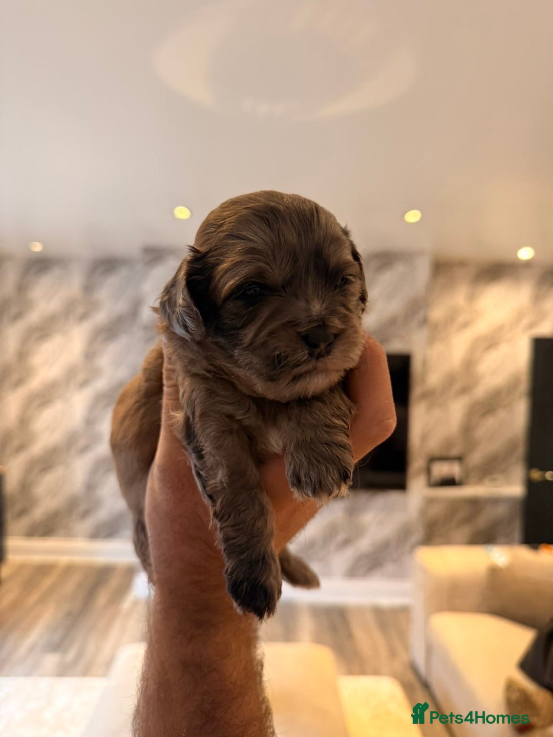 Shihpoo dogs for sale: 5 little shihpoos for sale. All beautiful boys  - Image 2