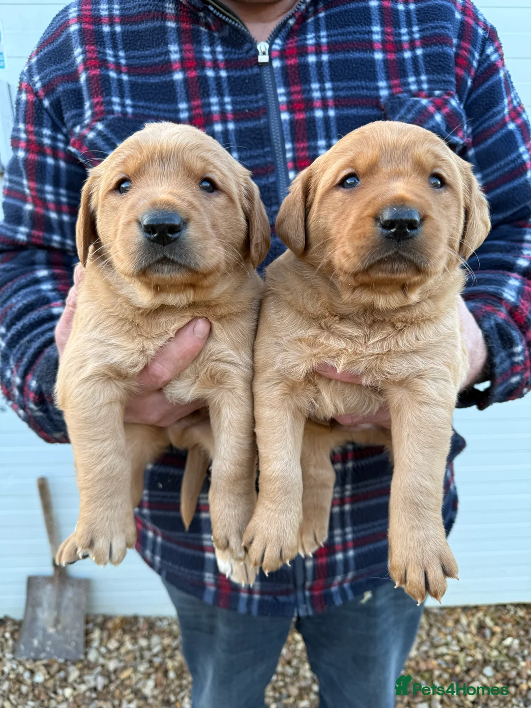 Goldador dogs for sale: Chunky dark red goldador puppies  - Advert 1