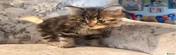 Mixed Breed cats for sale: Half Norwegian forest cat male kitten in Tonbridge - Advert 5