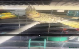Cockatiels birds for sale: Baby cockatiel for sale mixed prices  - Image 4