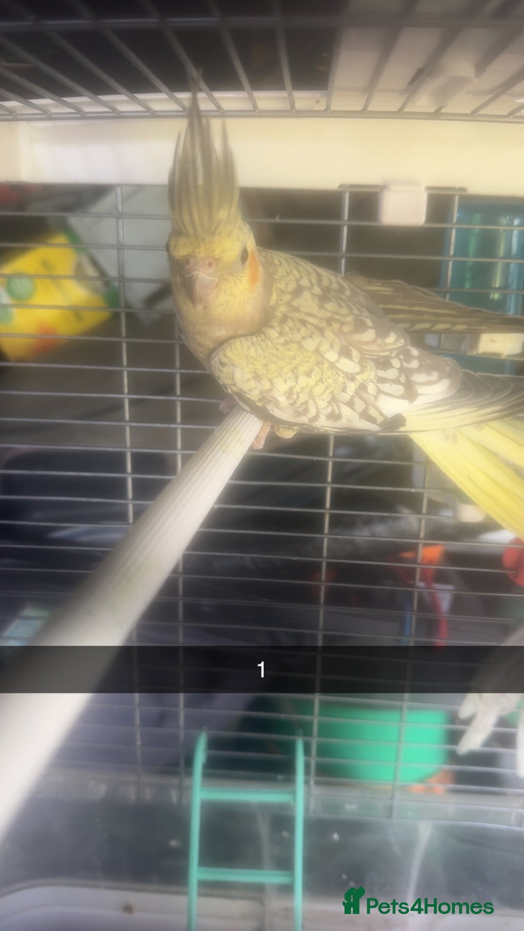 Cockatiels birds for sale: Baby cockatiel for sale mixed prices  - Image 4