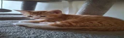 Mixed Breed cats for sale: Bengamese mix litter - Advert 20