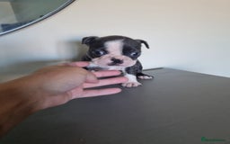 Boston Terrier dogs for sale: Last remaining Blue Boston girl - Image 24