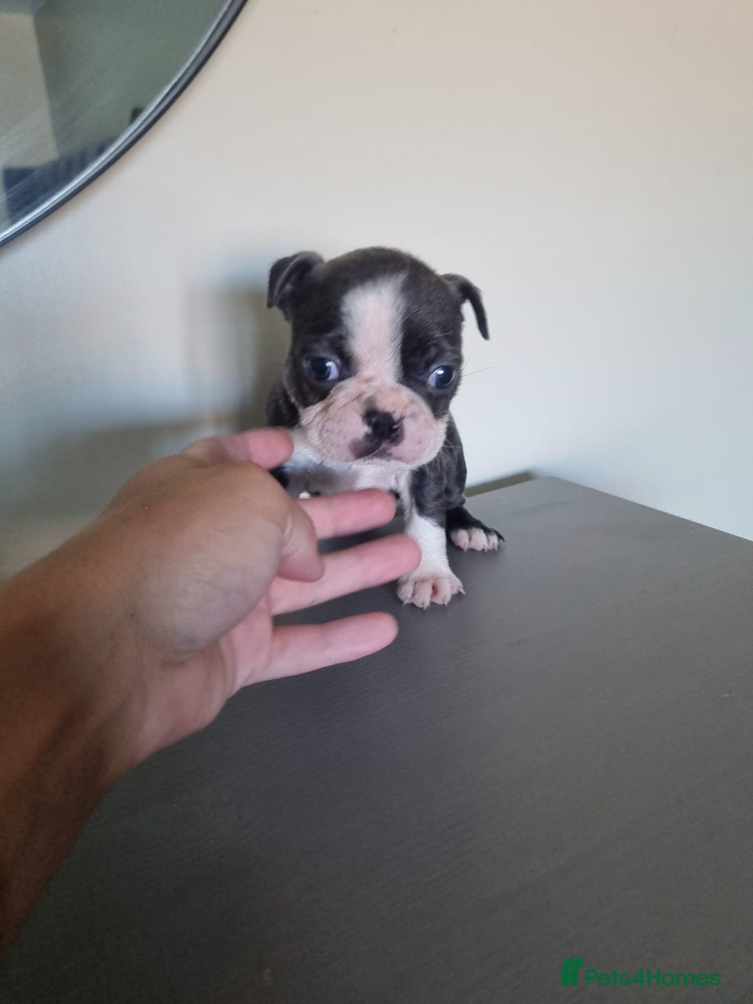 Boston Terrier dogs for sale: Last remaining Blue Boston girl - Image 24