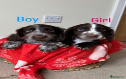 Cocker Spaniel dogs for sale: PUPPYS READY TO GO🐶🩷🩵 - Image 4