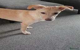 Mixed Breed dogs for adoption: Fely  - Image 8
