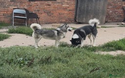 Siberian Husky dogs for sale: Husky pups on their way - Image 3