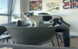 American Shorthair cats for sale: Urgent - Image 2