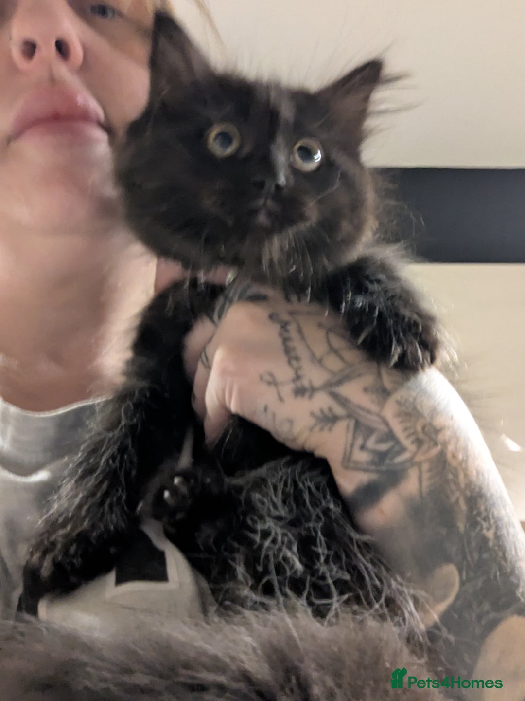 Ragcoon cats for sale:  Very large, long haired Maine coon x kittens  - Image 17