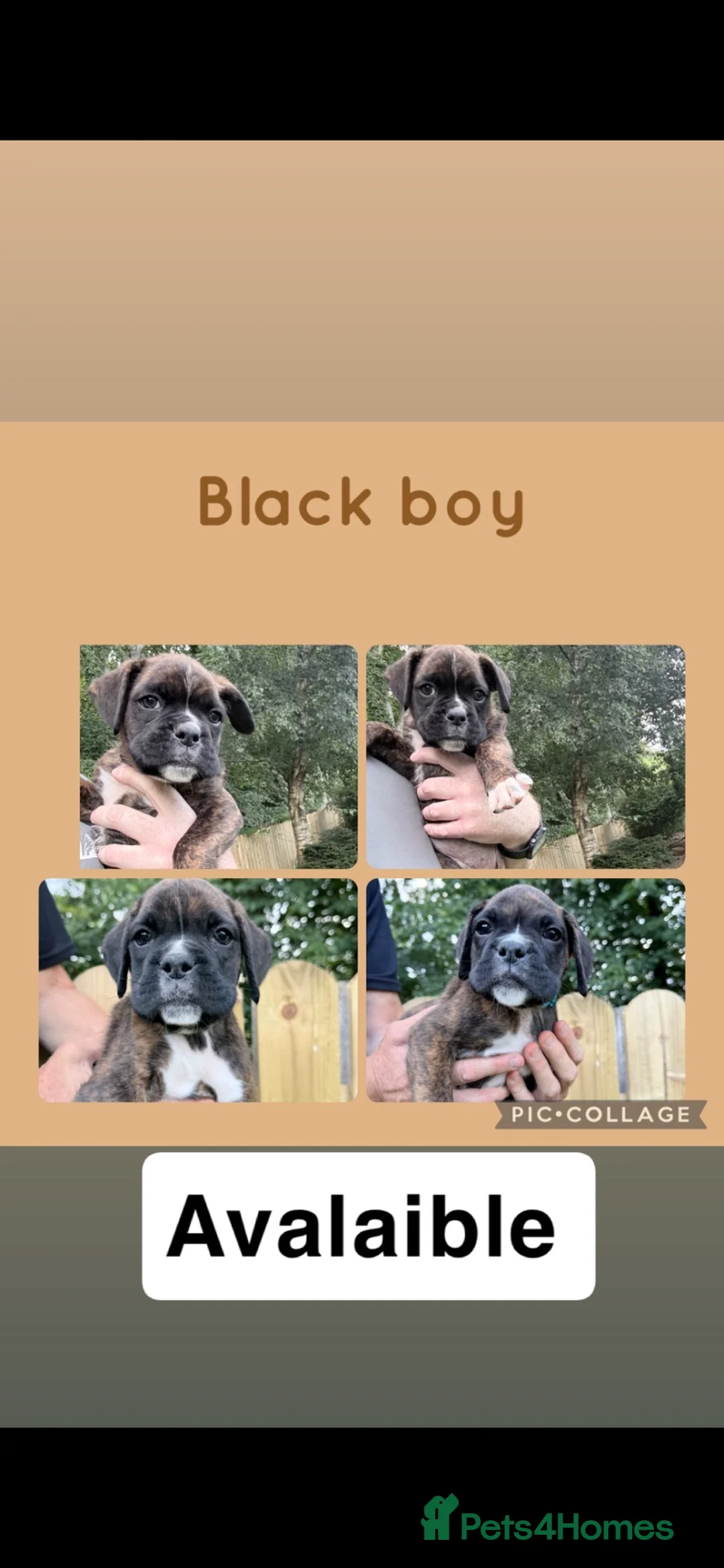 Boxer dogs for sale: IKC Reg Boxer puppies  - Advert 10