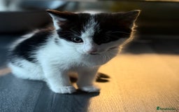 Domestic Shorthair cats for sale: 1 male kitten left - Image 3