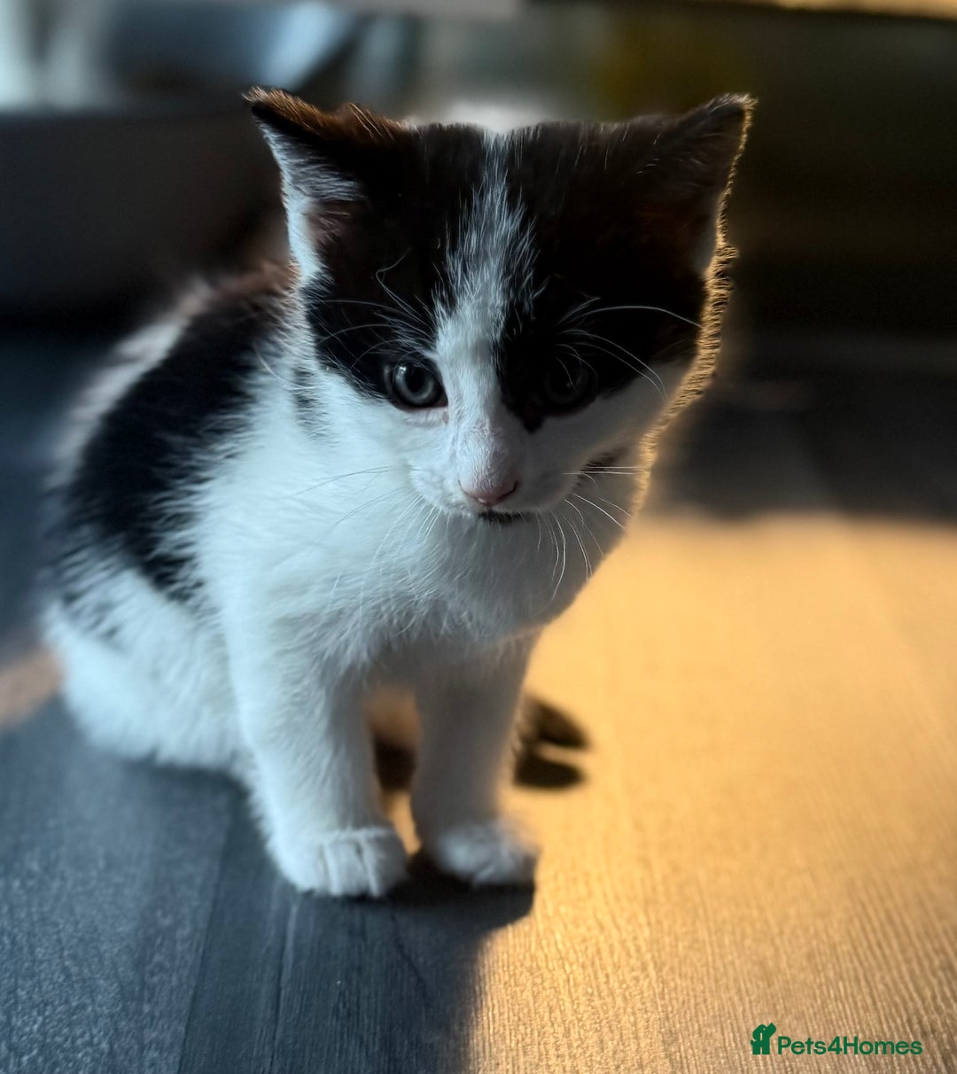 Domestic Shorthair cats for sale: 1 male kitten left - Image 3
