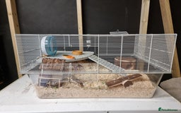 Hamster rodents for sale: Sweet young hamster with large cage&full set up - Image 5
