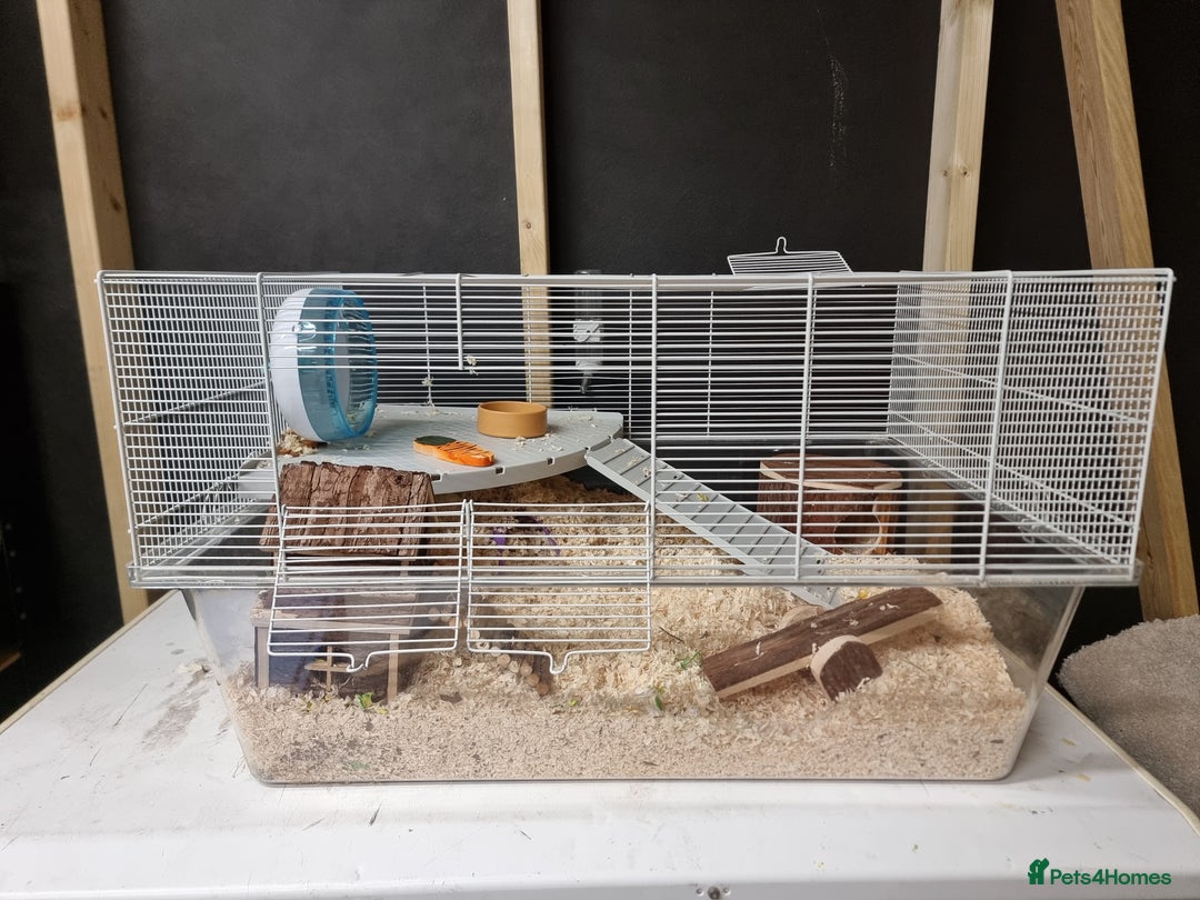 Hamster rodents for sale: Sweet young hamster with large cage&full set up - Image 5