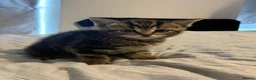 Mixed Breed cats for sale: Kittens for sale  in Northampton - Advert 8