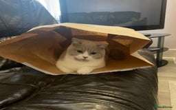 British Shorthair cats for sale: 8 month female BSH kitten- TICA registered - Image 1