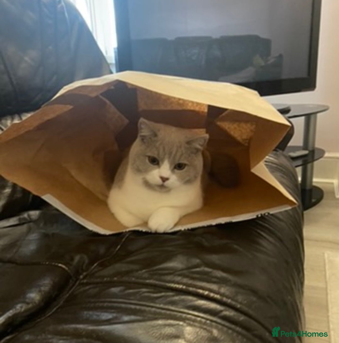 British Shorthair cats for sale: 8 month female BSH kitten- TICA registered - Image 1