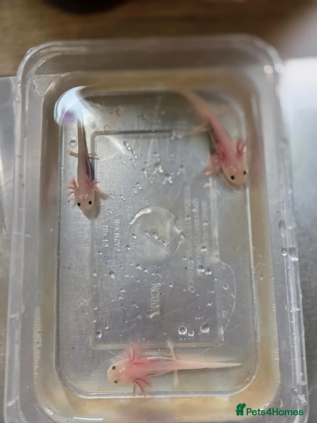 Axolotl reptiles for sale: Axolotl in Spalding - Advert 5