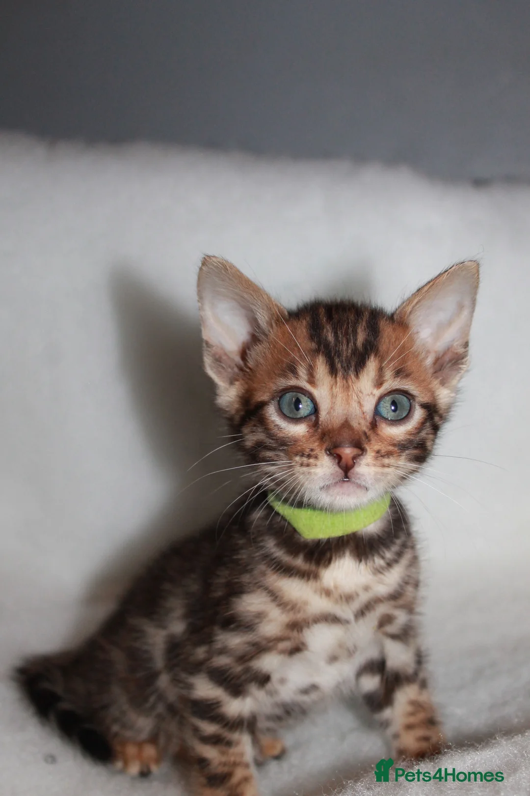 Bengal cats for sale: BEAUTIFUL BENGAL KITTENS FOR SALE- READY 03/04/26 - Advert 8